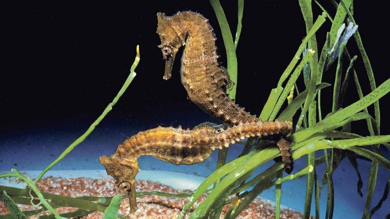 Seahorses - NWF | Ranger Rick