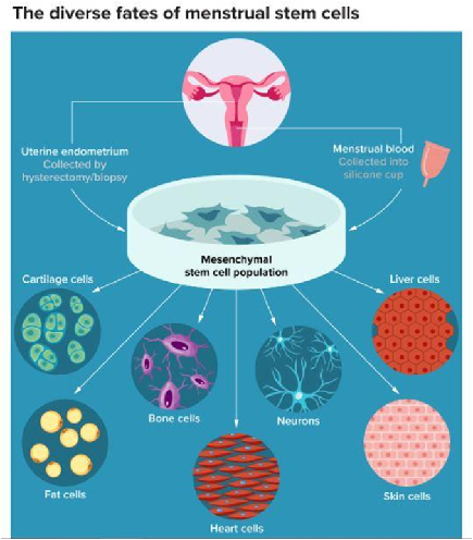 Potential of Stem Cells in Menstrual Fluid |