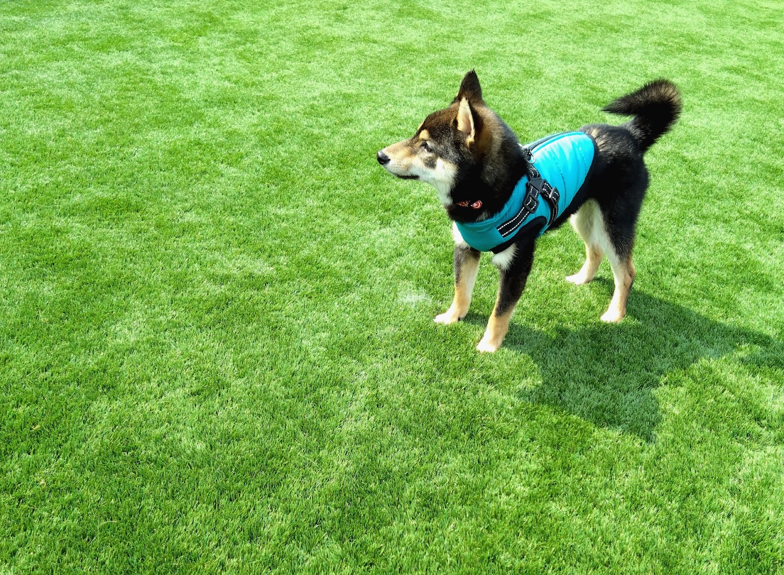 庭のドッグランで遠くを見つめる柴犬