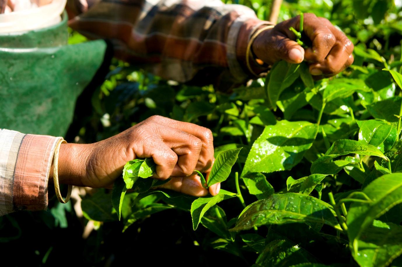 C:\Users\Dell\Downloads\woman-harvesting-tea-leaves-kerela-india.jpg