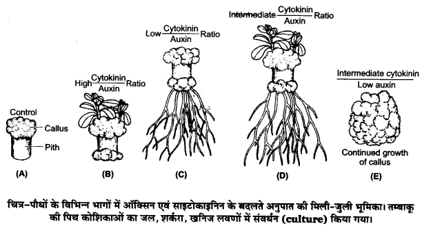 UP Board Solutions for Class 12 Biology Chapter 9 Strategies for Enhancement in Food Production Q.10