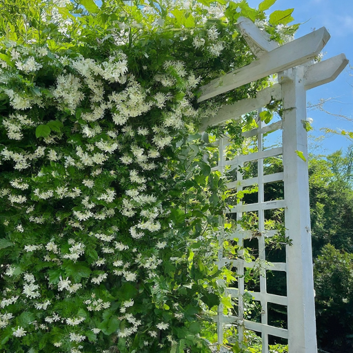 Supporting Your Fragrant Climber: Trellising for a Stunning Display