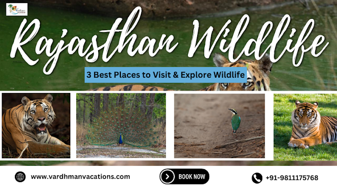 Rajasthan Wildlife Tour Packages: Exploring the Untamed Beauty of the Desert State