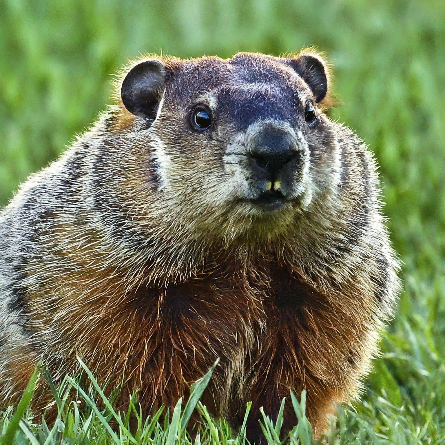 groundhog in grass