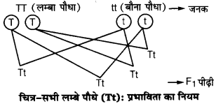 UP Board Solutions for Class 12 Biology Chapter 5 Principles of Inheritance and Variation Q.4