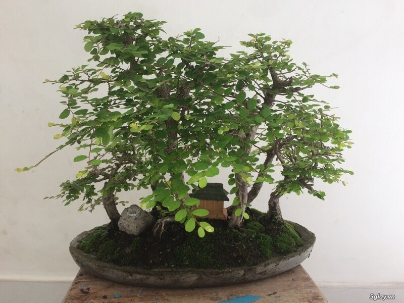 Cây Sơn Liễu Bonsai