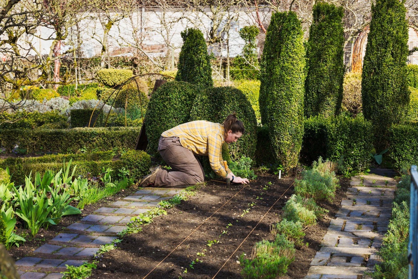 A woman planting seedlings in a bed of soil in the garden.