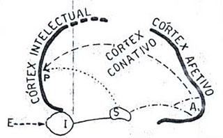 http://www.psiquiatriageral.com.br/cerebro/f8.jpg