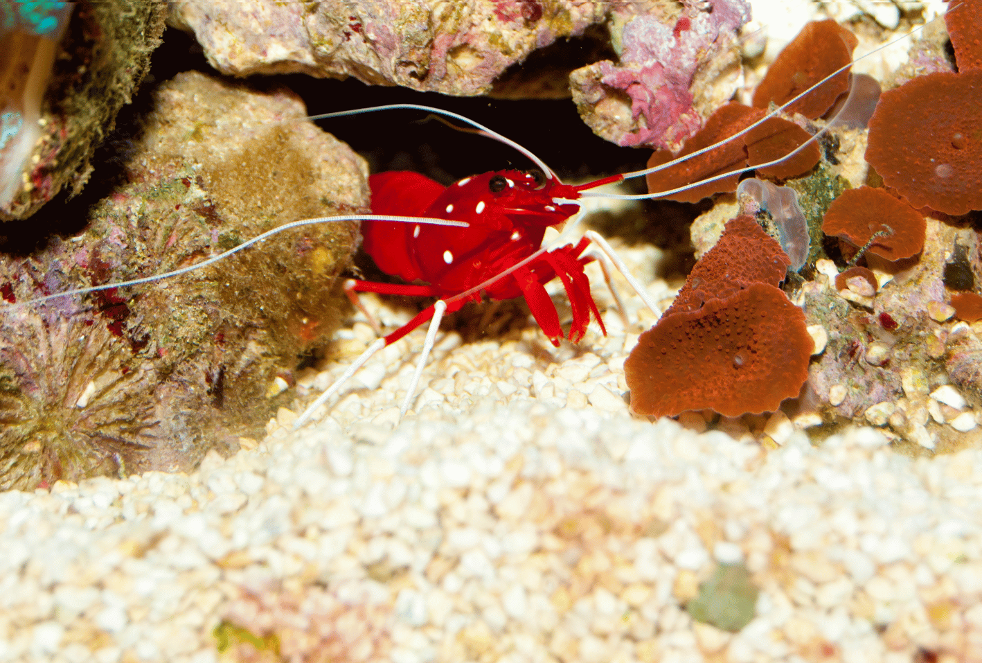 Blood Shrimp