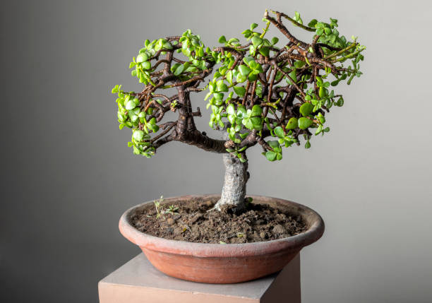 Jade Plant bonsai