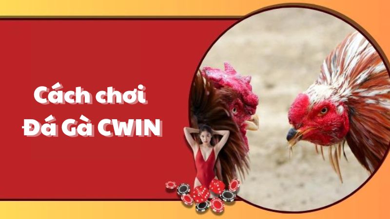 Cách chơi Đá Gà CWIN