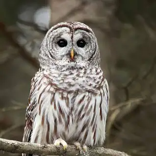 5 Nocturnal Creatures You Can Only Find in Louisiana’s Swamps