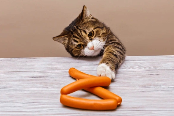 cat eating sausage of hotdog