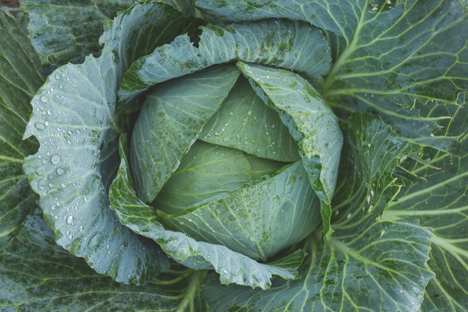 bright-cabbage-color-134877.jpg