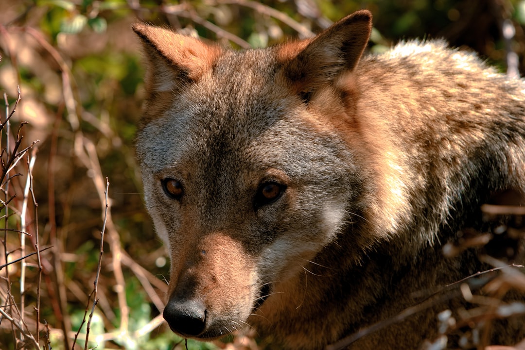 facts about wolves