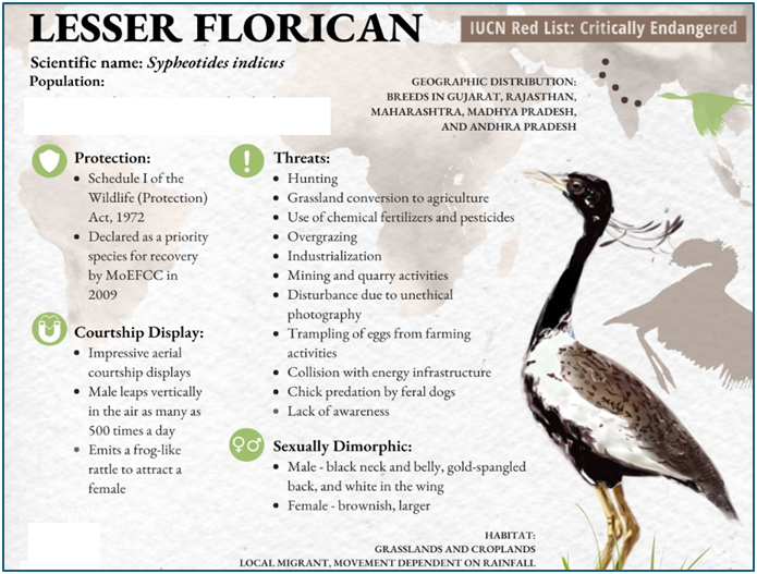 Lesser Florican