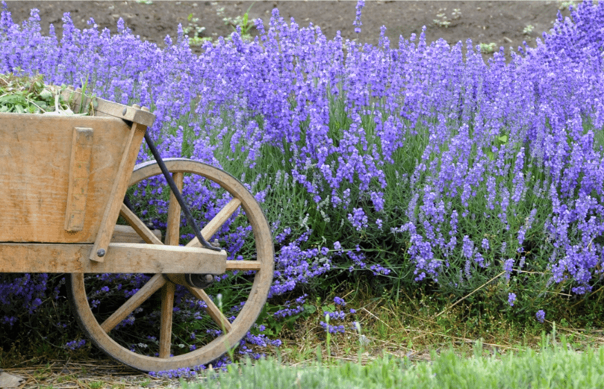 31 impressionantes plantas tolerantes à seca que você precisa para o seu jardim