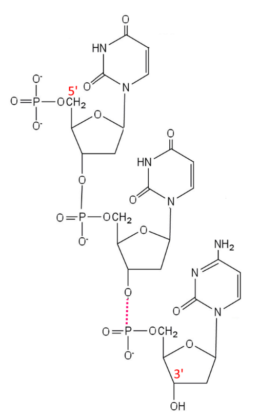 Struktur der RNA