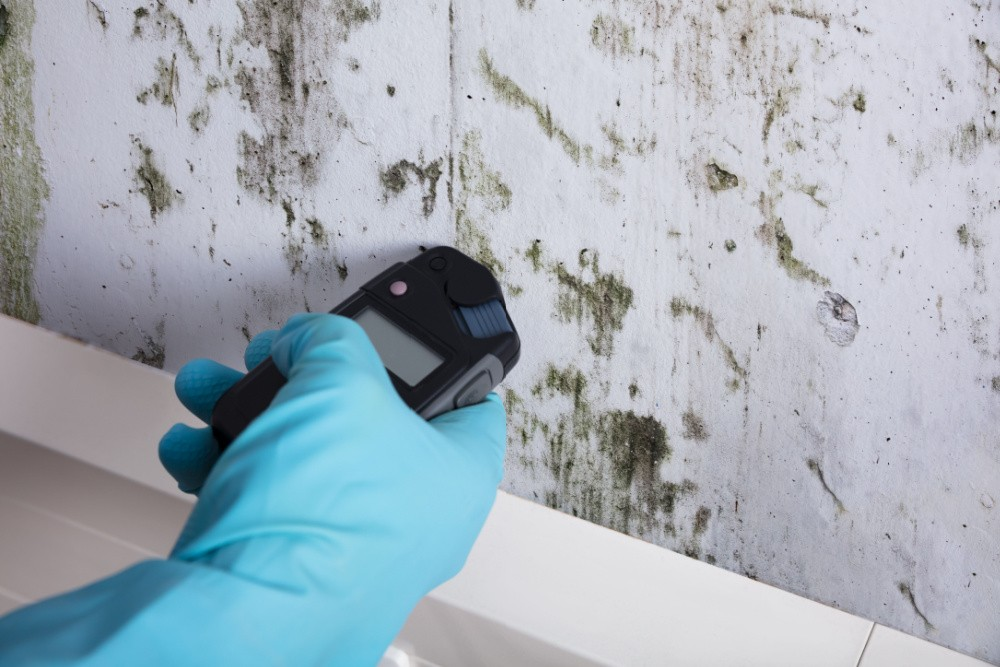 how to test for mold