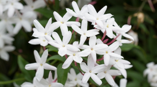 Une grappe de fleurs de jasmin blanc (Jasminum officinale). Les fleurs, en forme d'étoile, sont délicates et blanches avec de petits cœurs jaunes, créant un contraste subtil. Le jasmin est entouré de feuilles vertes et fines, ajoutant à l'esthétique élégante et raffinée de la plante.