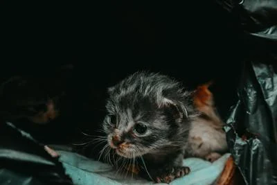 A kitten in a basket

Description automatically generated