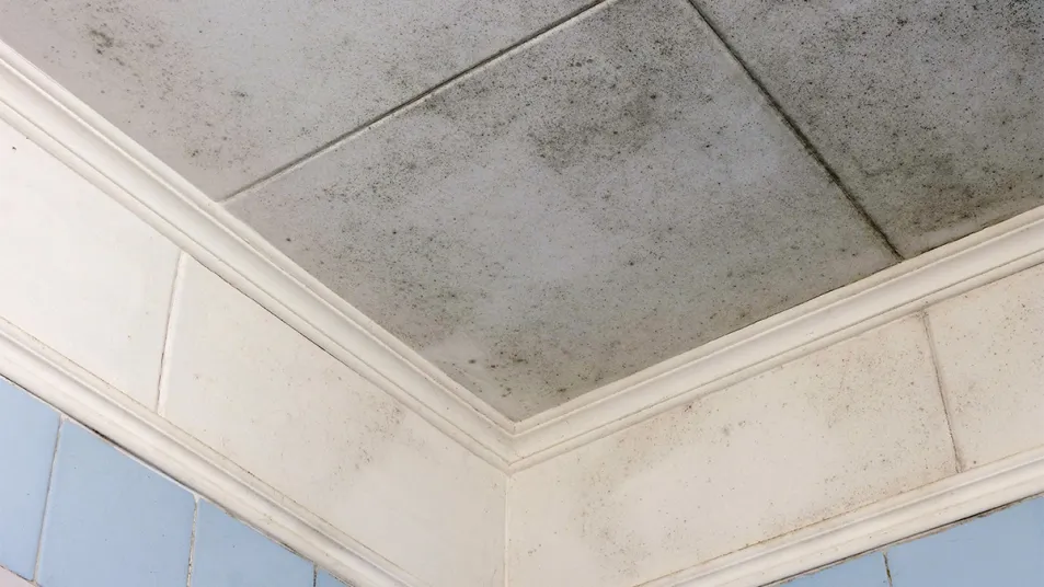 how to get mold off bathroom ceiling