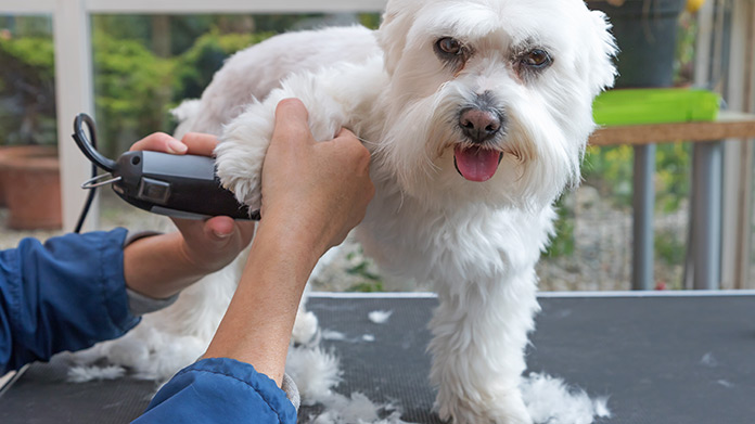 Bringing Grooming to Your Doorstep: The Rise of Traveling Dog Grooming Companies