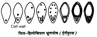 UP Board Solutions for Class 12 Biology Chapter 2 Sexual Reproduction in Flowering Plants 4Q.6.4