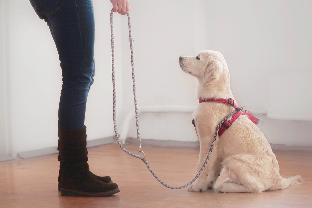 mujer sujetando la correa de su cachorro golden retriever