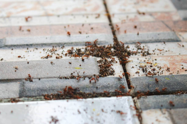 Discover effective solutions for ant colony problems with Green Machine Pest Control.