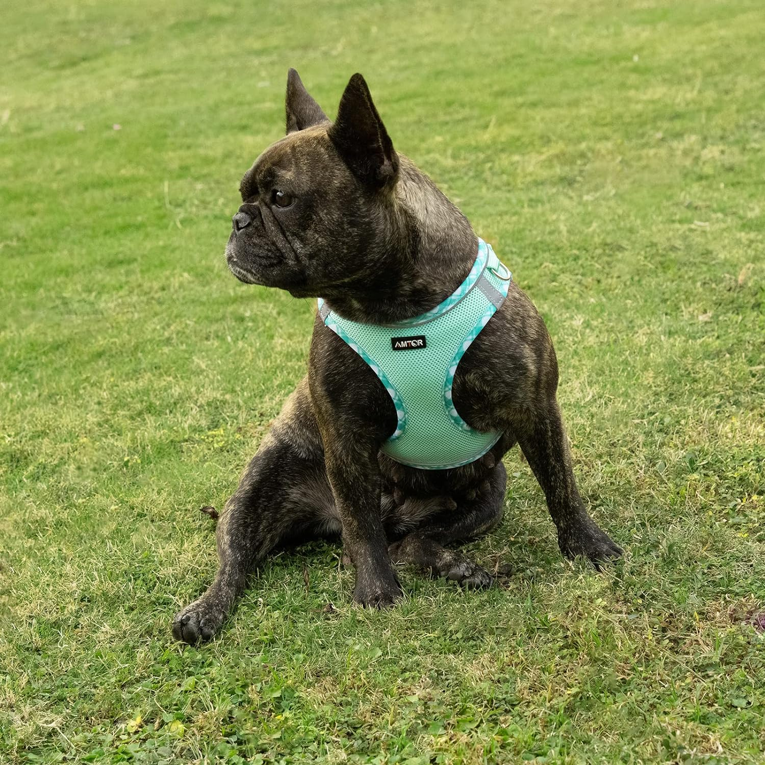 AMTOR Dog Harness with Leash Set