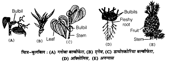 UP Board Solutions for Class 12 Biology Chapter 1 Reproduction in Organisms Q.1.5