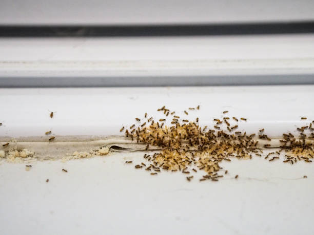 Discover effective ant species control in Casa Grande with Green Machine Pest Control. 