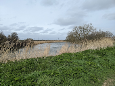 grassy bank of a river in a flat landscape