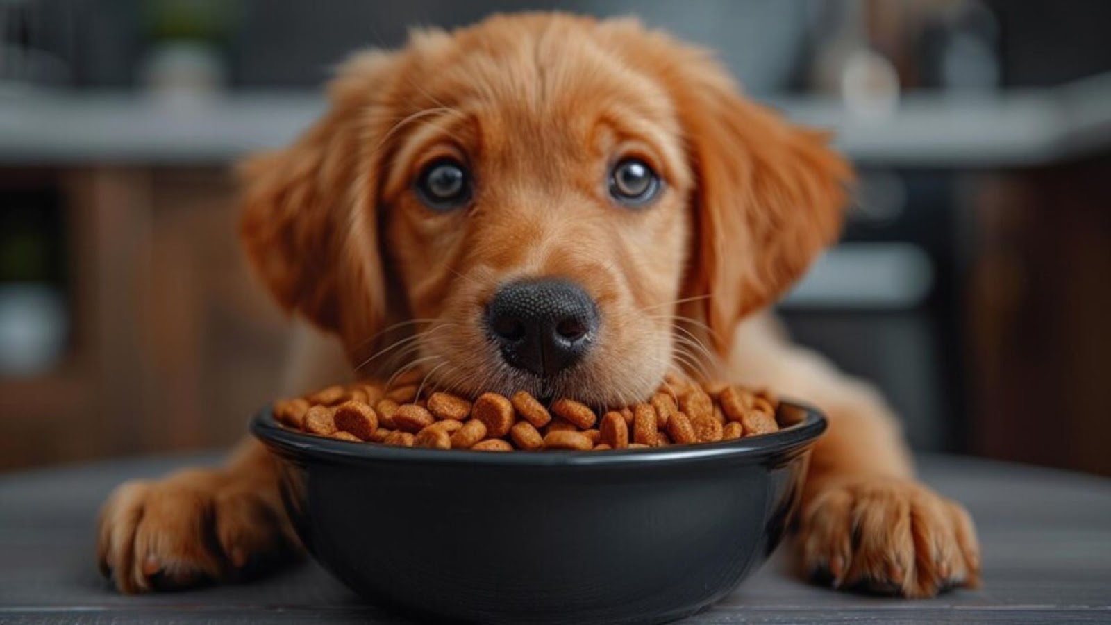 Dog food, Best dog food in Pune, Affordable dog food in India, Dog food collection, best offer dog food, Chip chop treats, Best chip chop tretas Training dogs, Dog training in 2024, training dog treats, Dog treats, Affordable dog tretas, Treats for training, Chip Chops Dog Treat