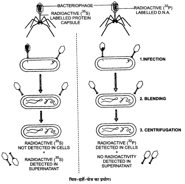 UP Board Solutions for Class 12 Biology Chapter 6 Molecular Basis of Inheritance Q.7