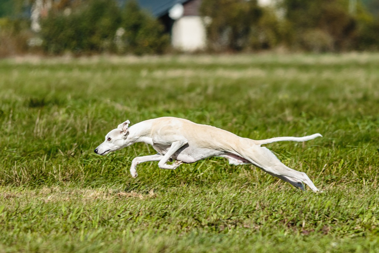 Whippet corriendo