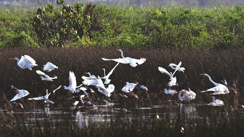 A captivating spectacle unfolds in Vietnam's ecosystems, where resident wonders mingle with migratory marvels