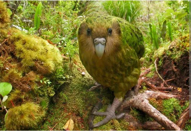 Kakapo: New Zealand's Unique and Critically Endangered Night Parrot