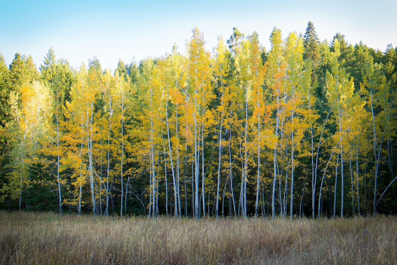 Yellow Leaves On Aspen Tree