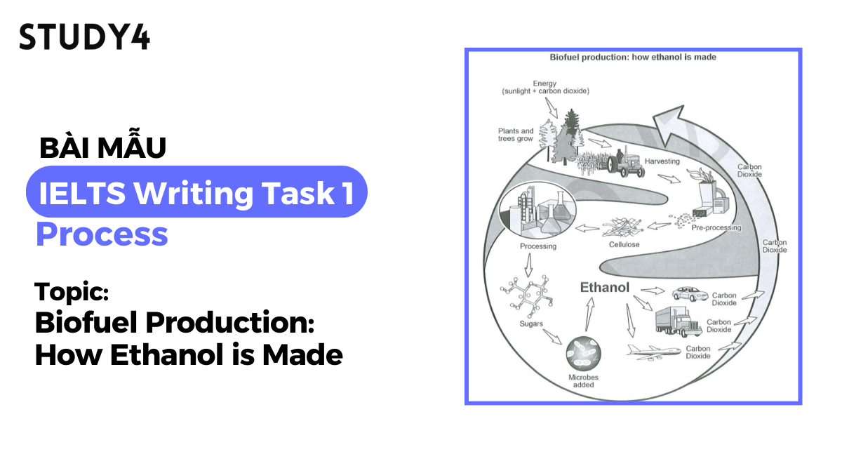 The diagram below shows how a biofuel called ethanol is produced. 