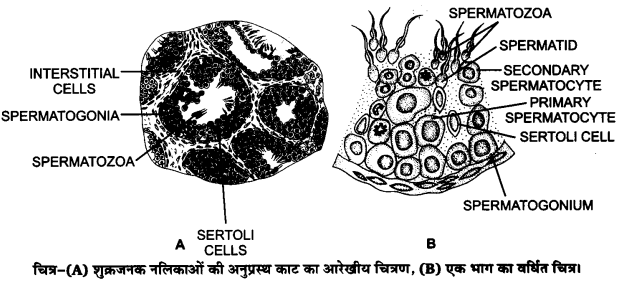 UP Board Solutions for Class 12 Biology Chapter 3 Human Reproduction Q.5