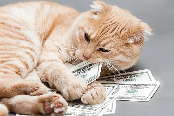 A cat lying on money

Description automatically generated