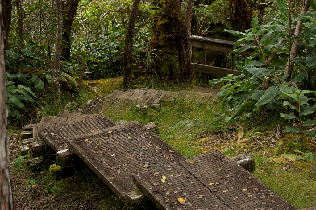 Stairs surrounded by green grass and trees