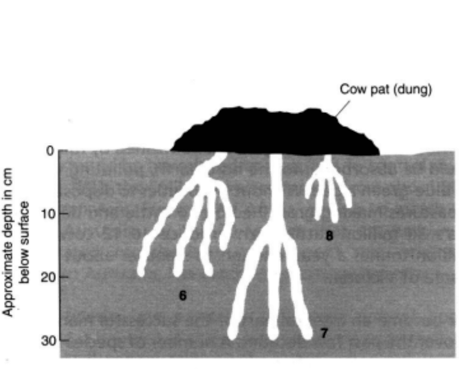 a remarkable beetle diagram