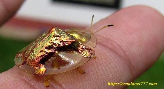 Прозорі тварини: Золотой черепаховый жук