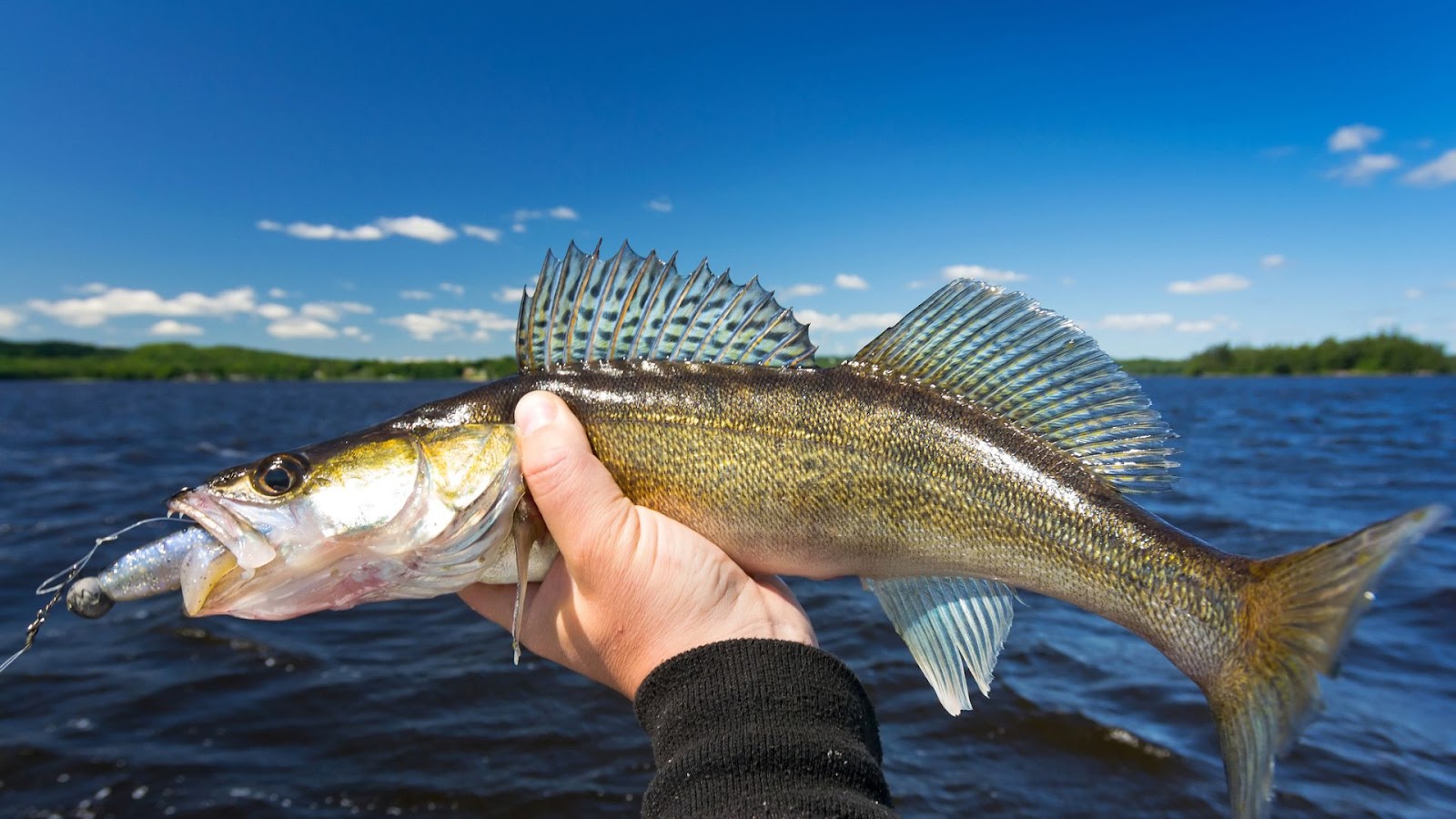 Entering walleye tournament - tips and tricks for walleye fishing