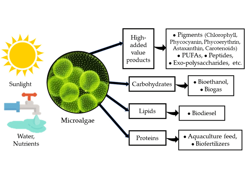 Microalgae and Macroalgae