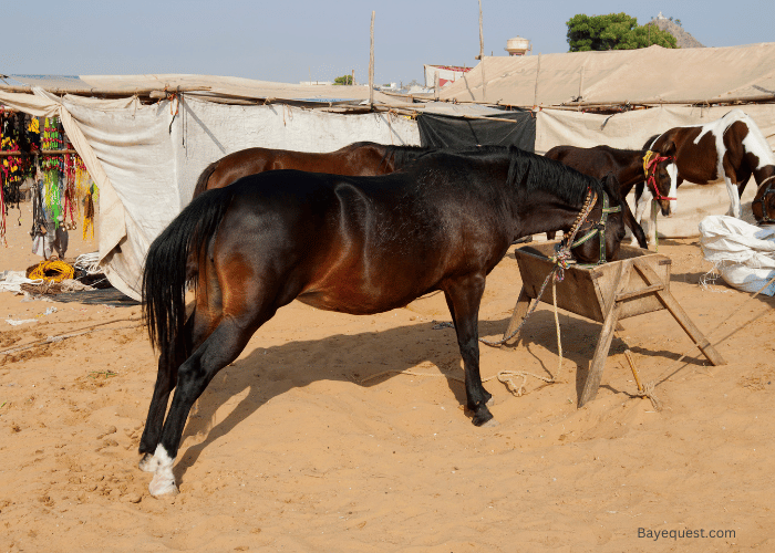 Marwari Horse