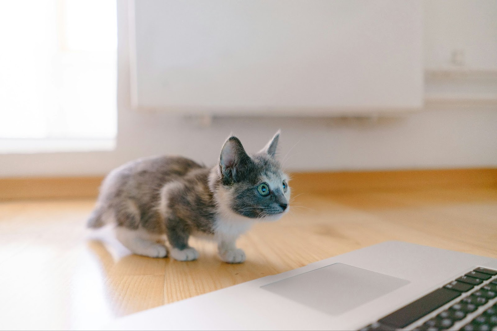 Kitten looking at a laptop on a video call